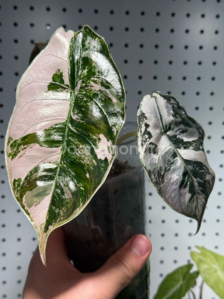 아즈라니 바리에가타 모주 무늬천재--1