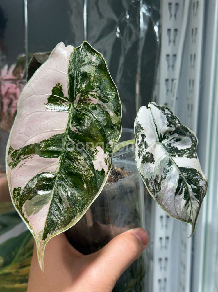 아즈라니 바리에가타 모주 무늬천재--0