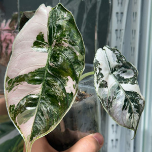 아즈라니 바리에가타 모주 무늬천재