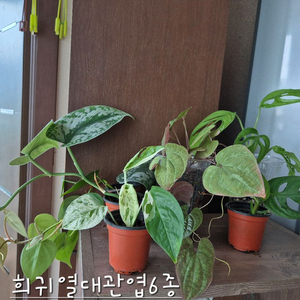 희귀 열대관엽 6종