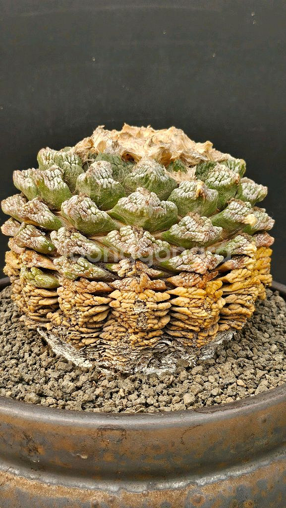 귀한 귀갑목단 원산지구 (아프리카식물/코덱스)--1