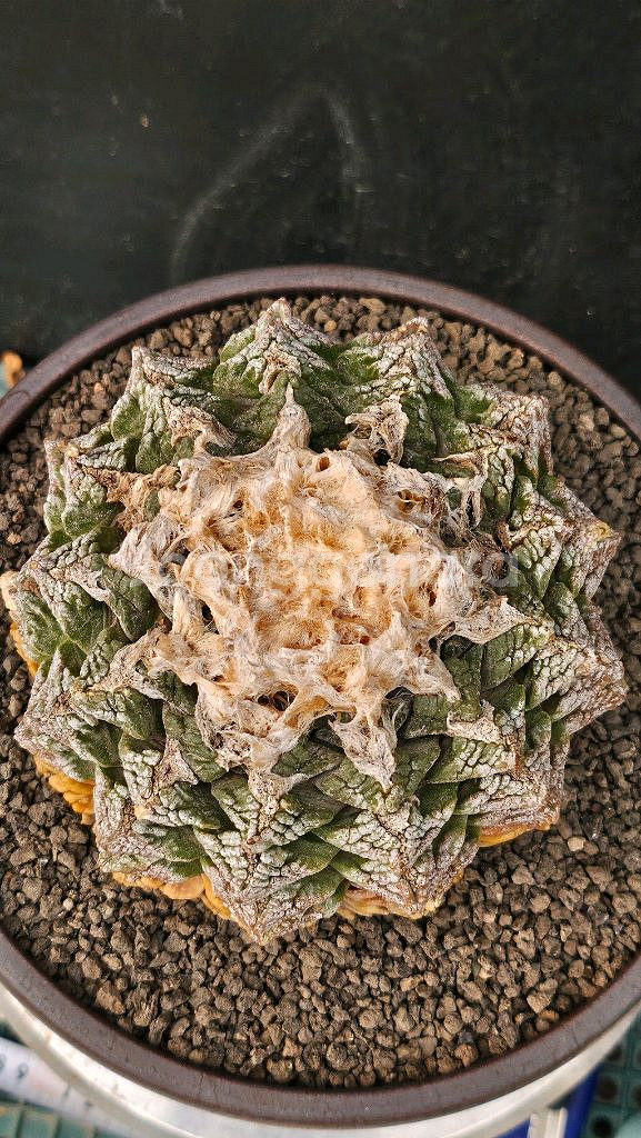 귀한 귀갑목단 원산지구 (아프리카식물/코덱스)--0