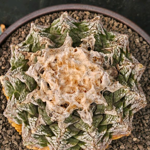 귀한 귀갑목단 원산지구 (아프리카식물/코덱스)