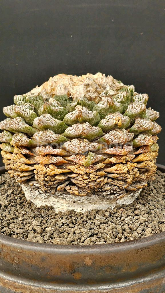 귀한 귀갑목단 원산지구 (아프리카식물/코덱스)--2