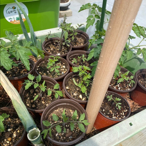 서울 논산 대추방울토마토,스테비아,딸기,참외,텃밭호수