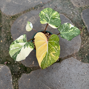 남미 글로리아섬 바리에가타