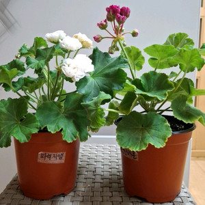 러시아제라늄 2종 중품이상