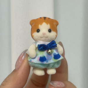 실바니안 메이플 고양이