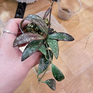 호야 시길라티스 보르네오