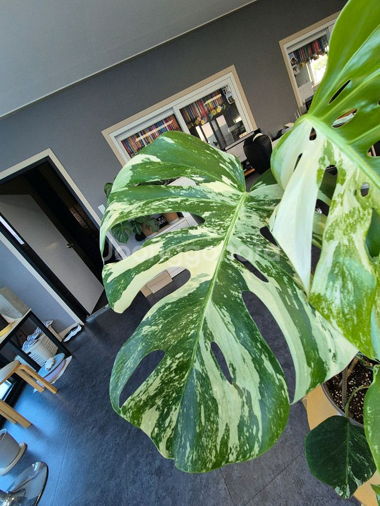 대구 북구 몬스테라 알보 중품이상--2