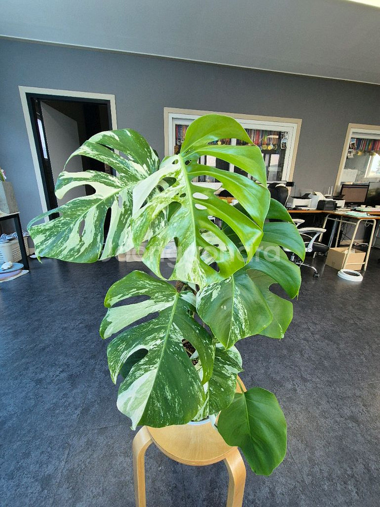 대구 북구 몬스테라 알보 중품이상--0