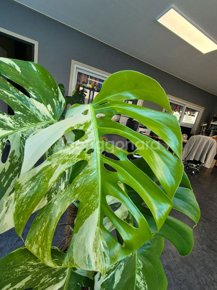 대구 북구 몬스테라 알보 중품이상--1