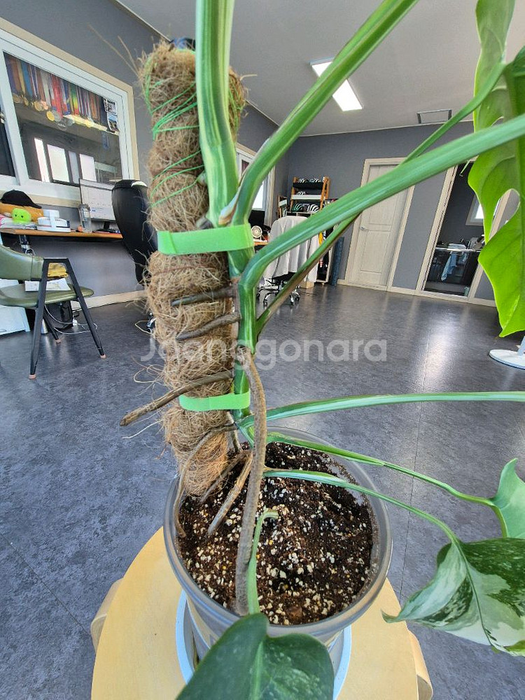 대구 북구 몬스테라 알보 중품이상--3