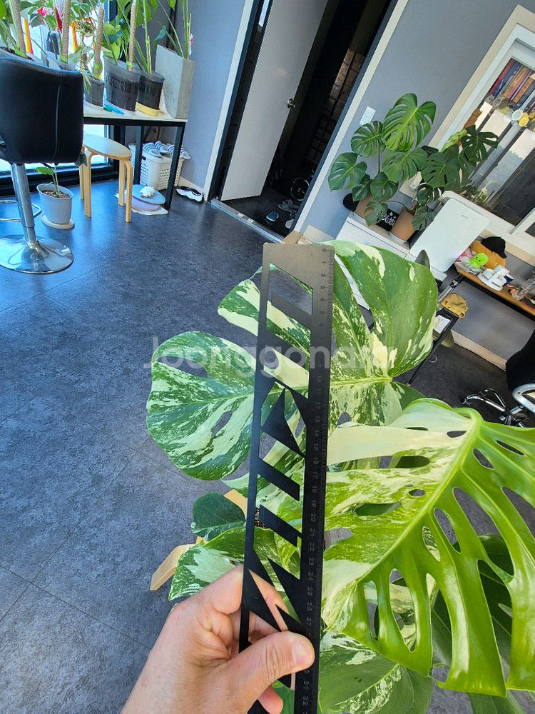 대구 북구 몬스테라 알보 중품이상--4