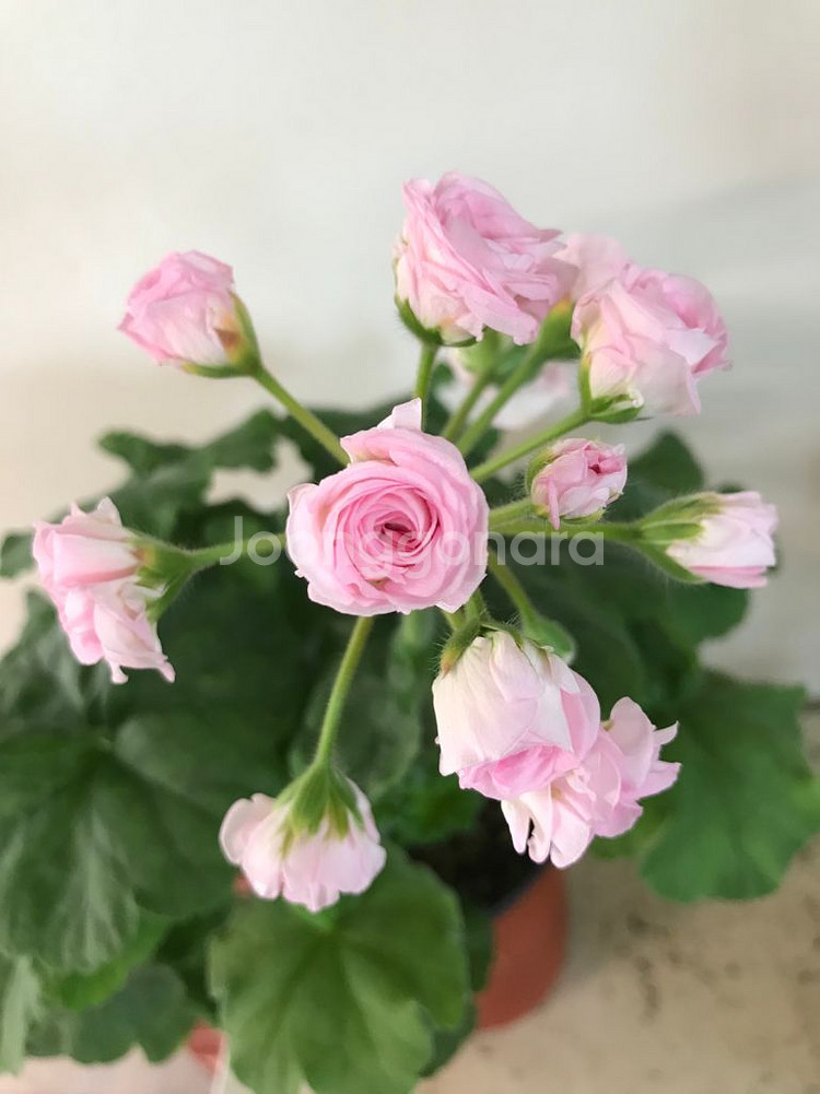 UV13.21 러시아 제라늄--0