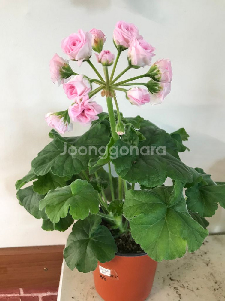 UV13.21 러시아 제라늄--2