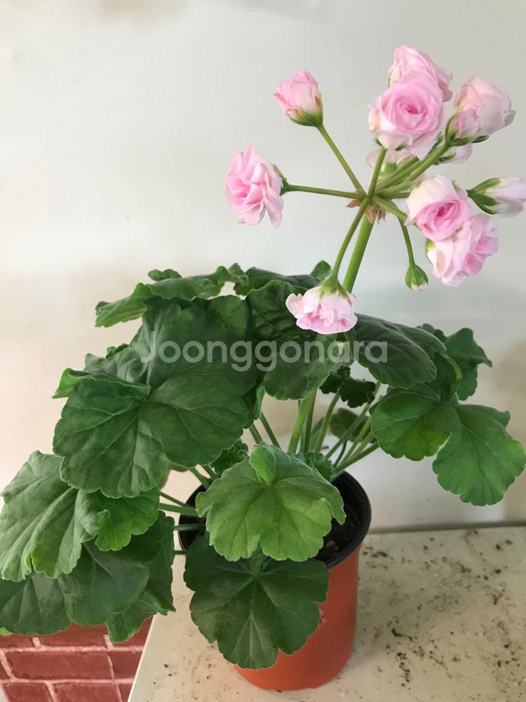 UV13.21 러시아 제라늄--1