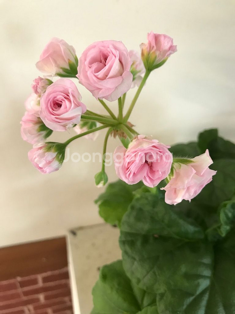 UV13.21 러시아 제라늄--6