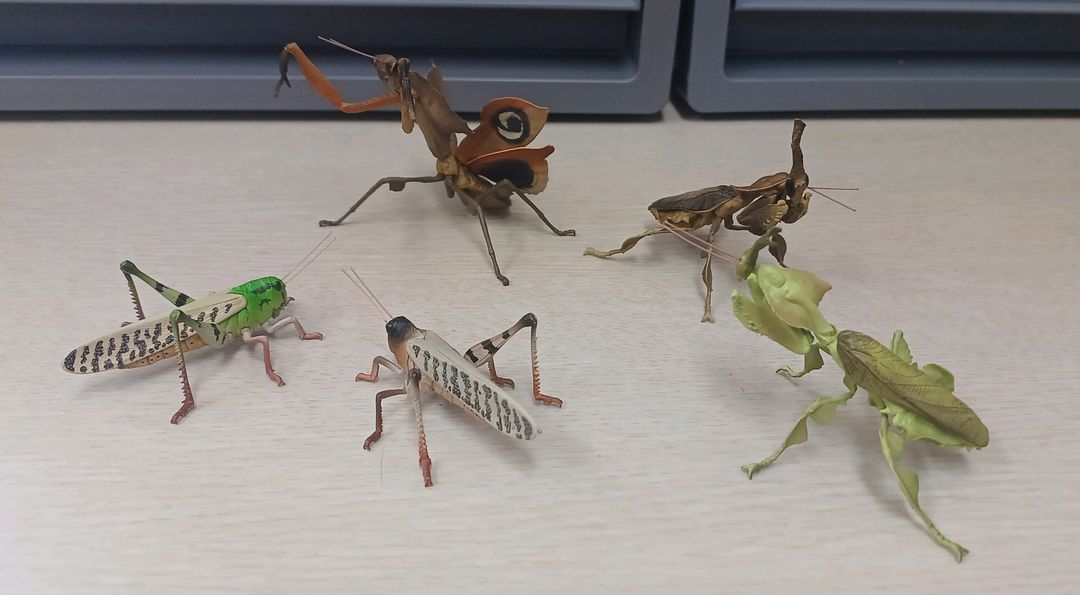 생물도감.데시타카 낙엽 사마귀,풀무치, 유령사마귀--0