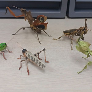 생물도감.데시타카 낙엽 사마귀,풀무치, 유령사마귀