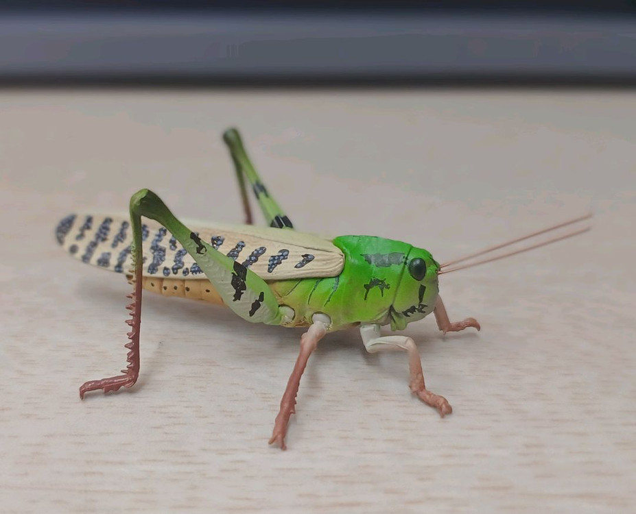 생물도감.데시타카 낙엽 사마귀,풀무치, 유령사마귀--4