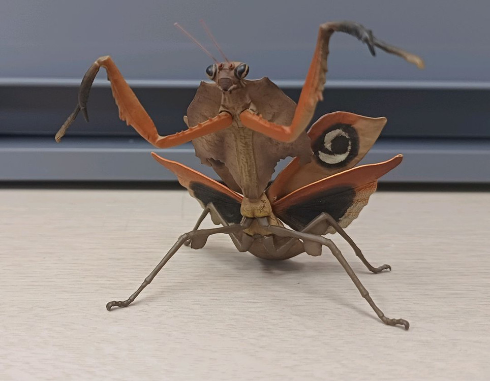 생물도감.데시타카 낙엽 사마귀,풀무치, 유령사마귀--5