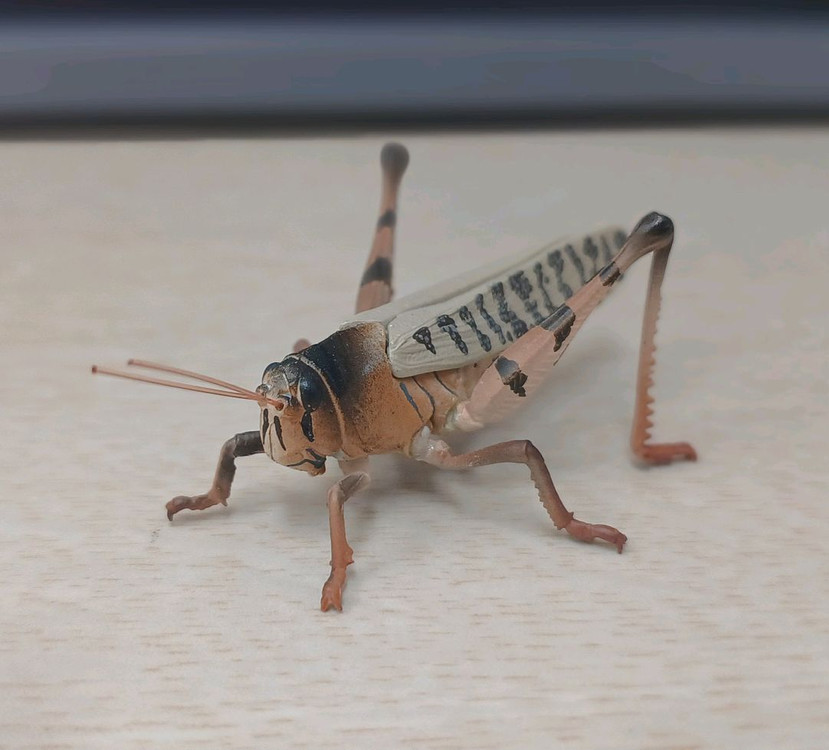 생물도감.데시타카 낙엽 사마귀,풀무치, 유령사마귀--3