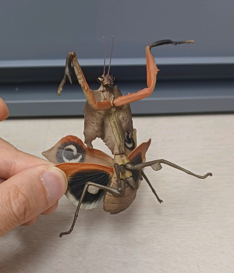 생물도감.데시타카 낙엽 사마귀,풀무치, 유령사마귀--6