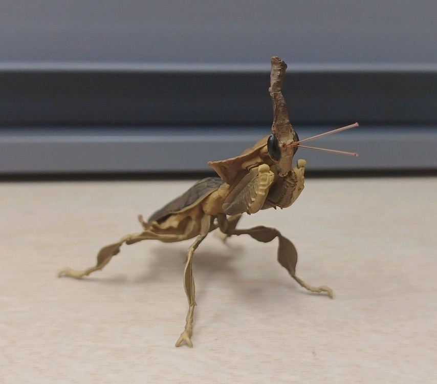 생물도감.데시타카 낙엽 사마귀,풀무치, 유령사마귀--2