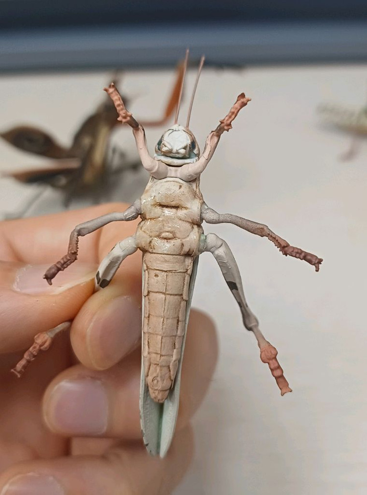 생물도감.데시타카 낙엽 사마귀,풀무치, 유령사마귀--8