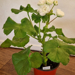 디아나 제라늄