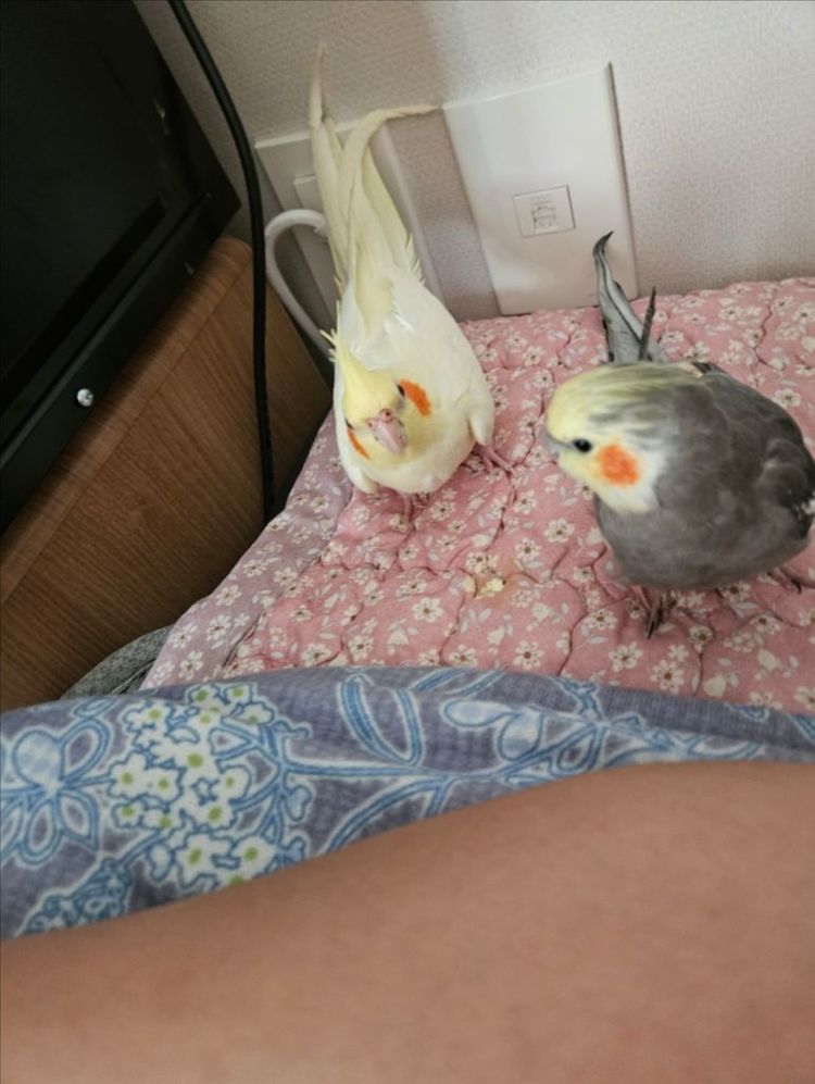 앵무새 왕관 남아 여아 분양합니다 이미지