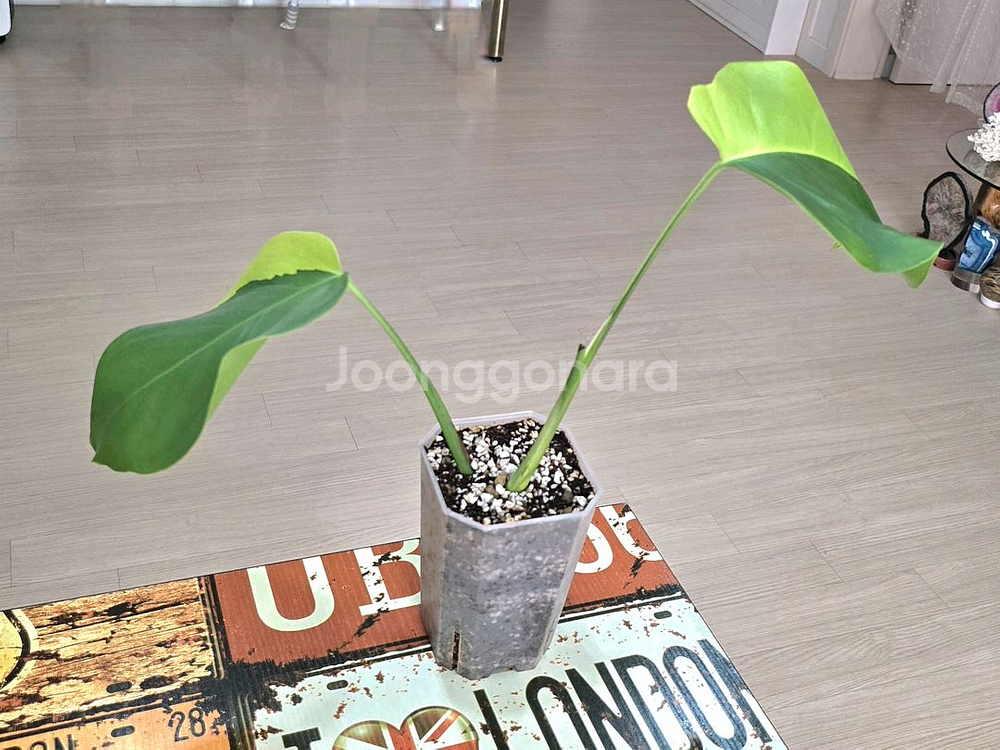 옐로우몬스테라 보르시지아나 바리에가타--2