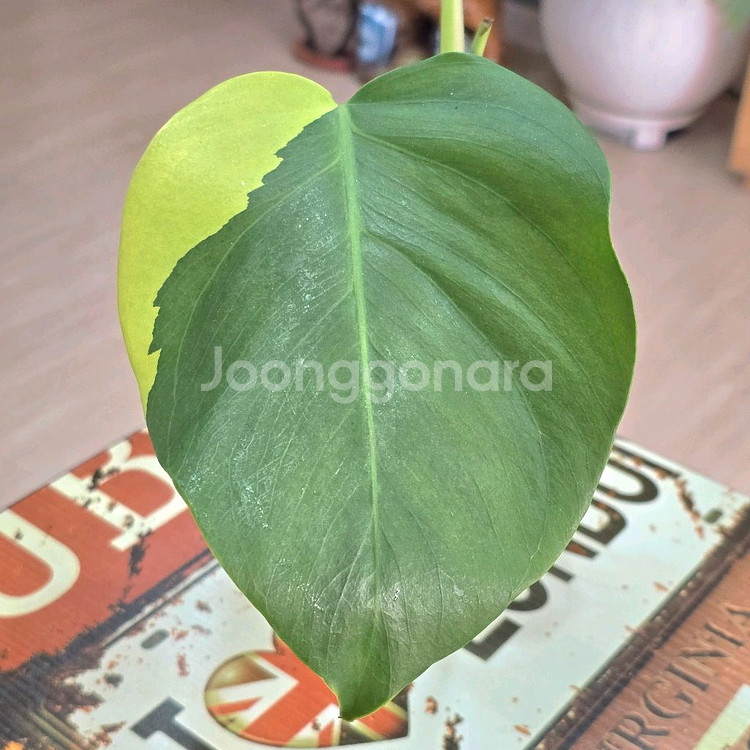 옐로우몬스테라 보르시지아나 바리에가타--1