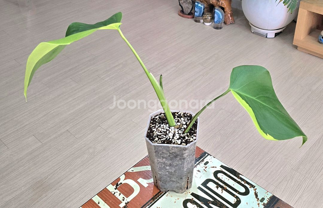 옐로우몬스테라 보르시지아나 바리에가타--3
