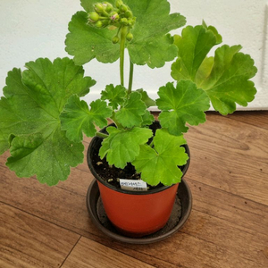 예거서스사라 제라늄
