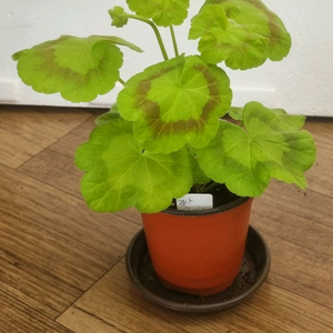 리사퐁네프 제라늄