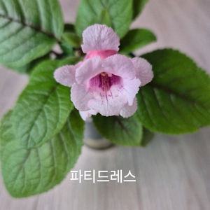 신닌기아 (파티드레스)