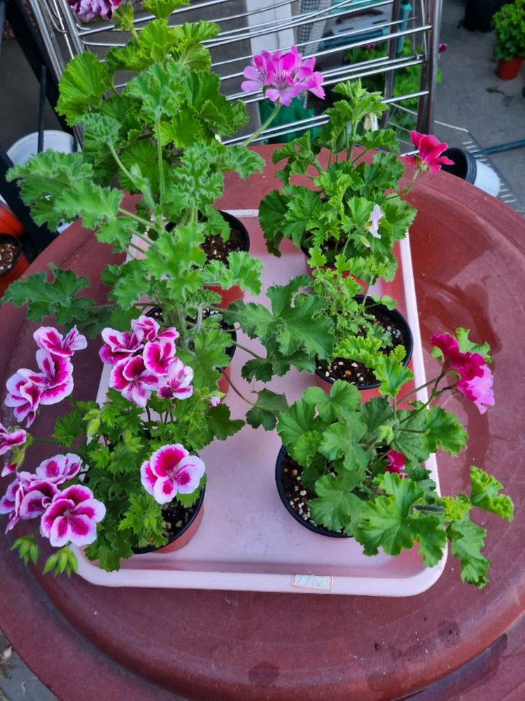 리갈 제라늄 6세트 일괄 입니다--1