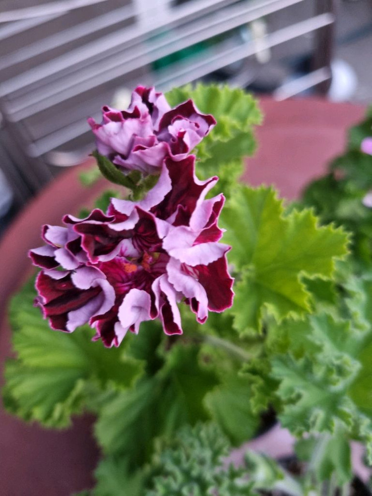 리갈 제라늄 6세트 일괄 입니다--2