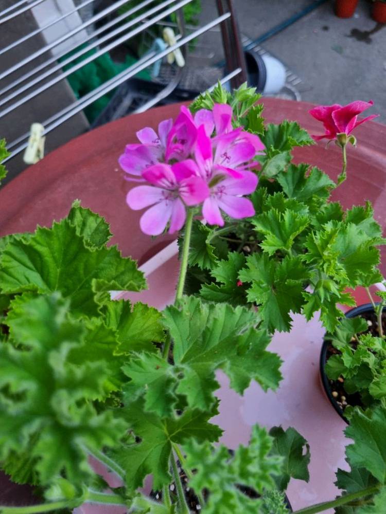 리갈 제라늄 6세트 일괄 입니다--3