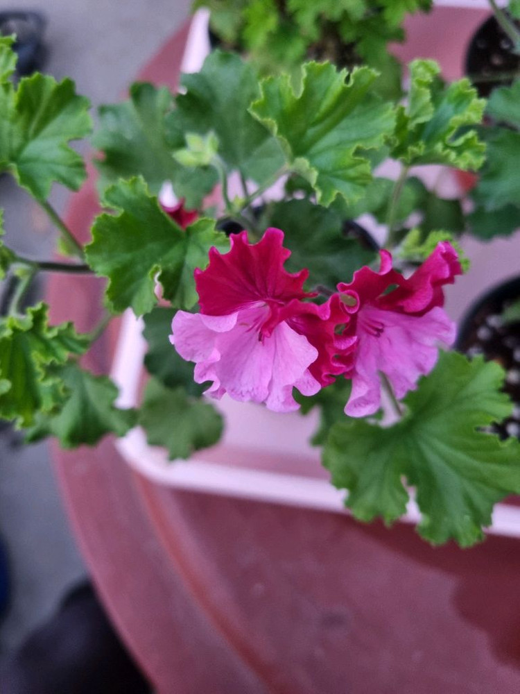리갈 제라늄 6세트 일괄 입니다--5