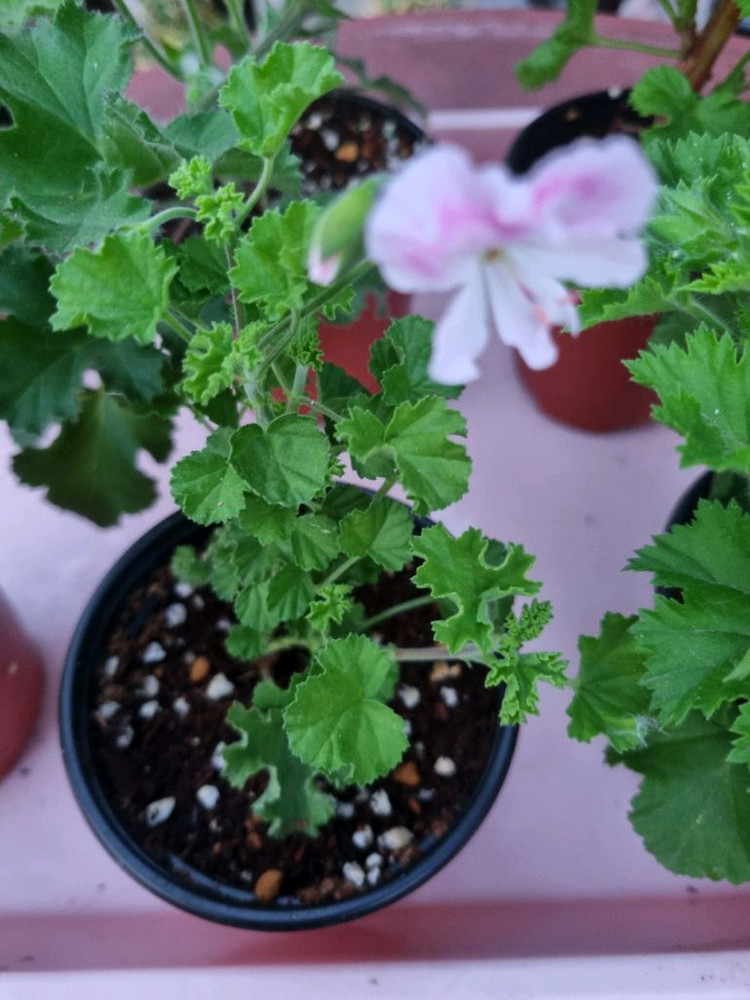 리갈 제라늄 6세트 일괄 입니다--4