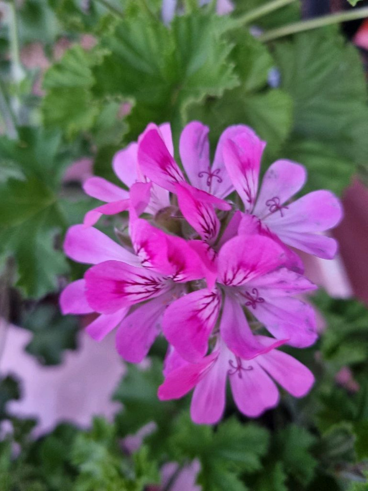 리갈 제라늄 6세트 일괄 입니다--8