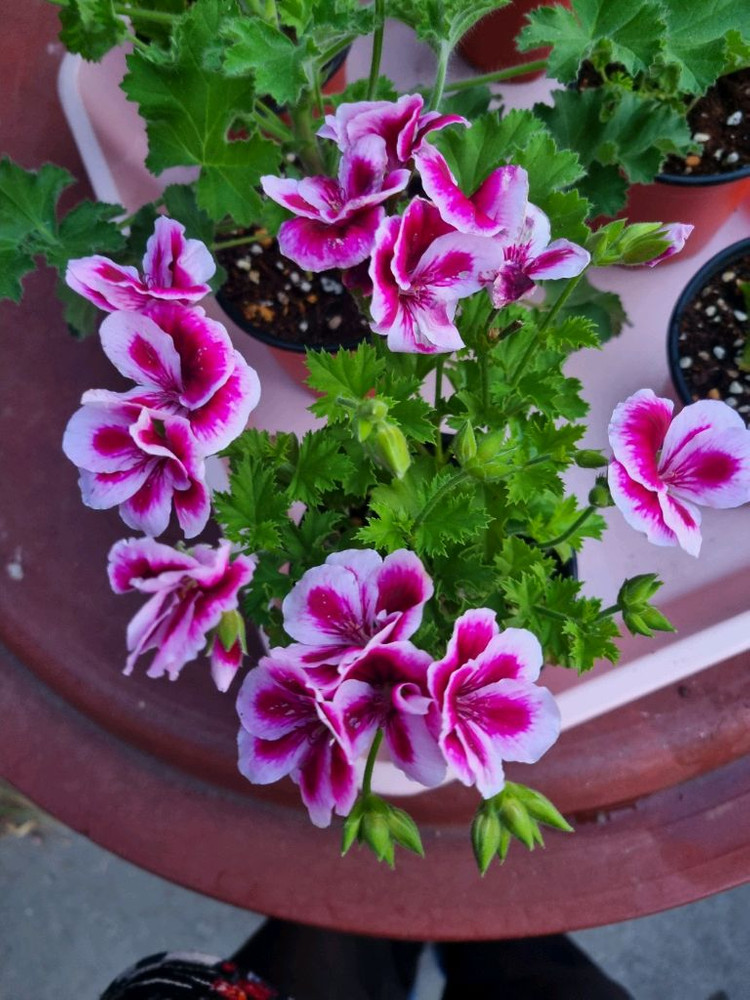 리갈 제라늄 6세트 일괄 입니다--6