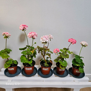 제라늄5종