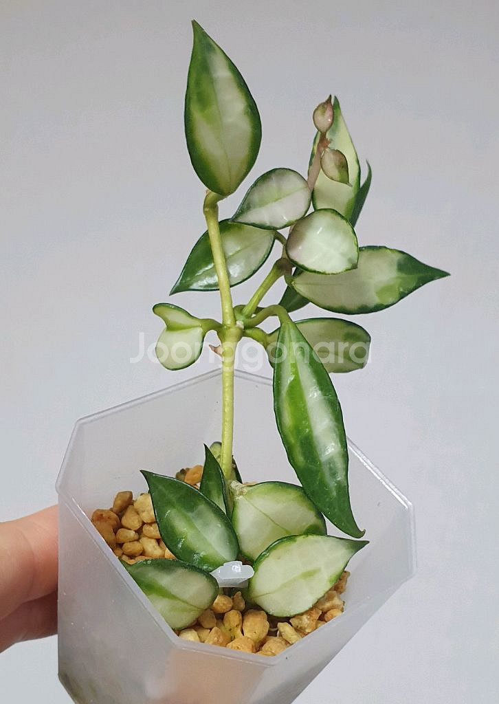 호야 라쿠노사 바리에가타 +호야 트상기 알보 세트--0