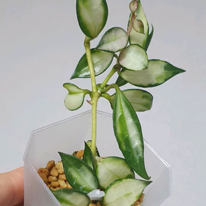 호야 라쿠노사 바리에가타 +호야 트상기 알보 세트