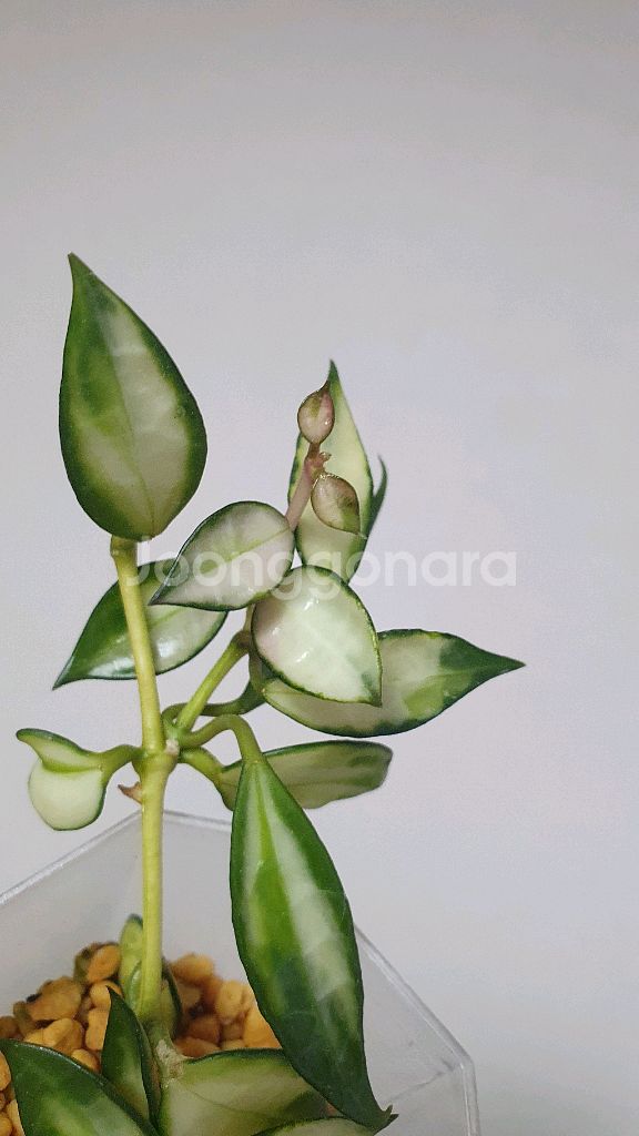 호야 라쿠노사 바리에가타 +호야 트상기 알보 세트--1