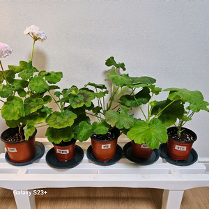 제라늄5종